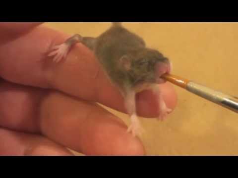 Baby mice snake food