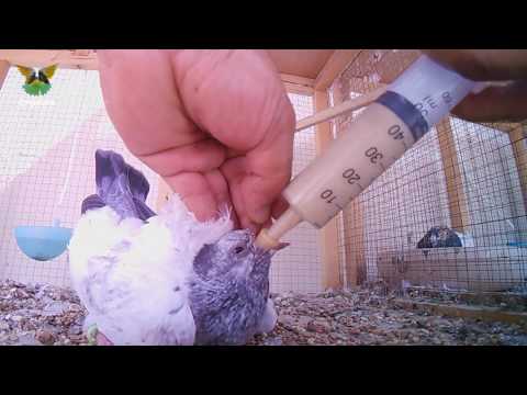 Baby doves feeding