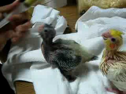 How to feed a baby cockatiel bird