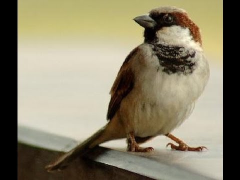 Food for baby sparrows