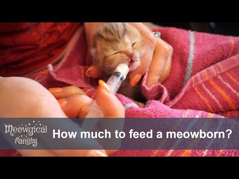 How to feed a newborn baby cat