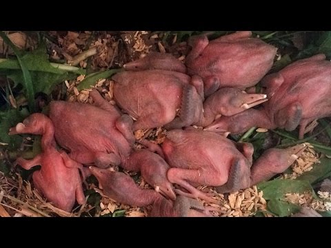 How to feed baby birds that fell out of nest