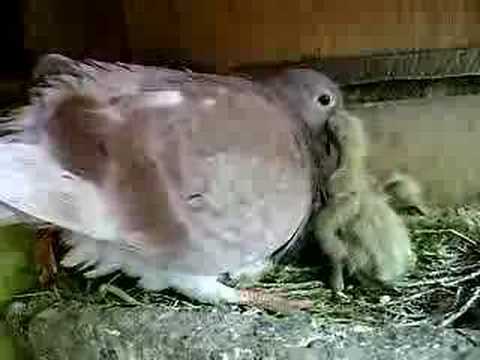 How do i feed a baby pigeon