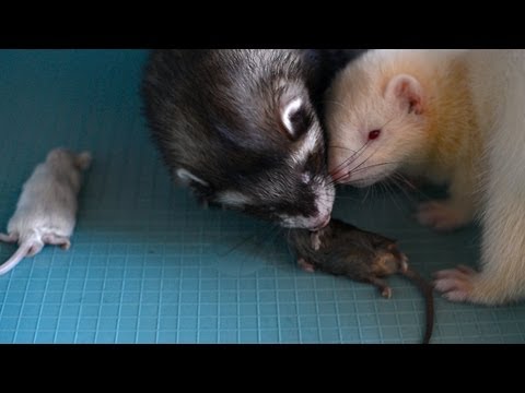 Feeding baby ferrets