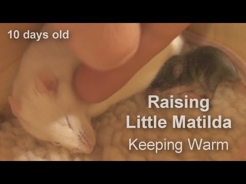 What to feed orphaned baby mice