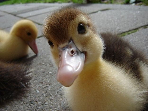 What can i feed a baby duckling