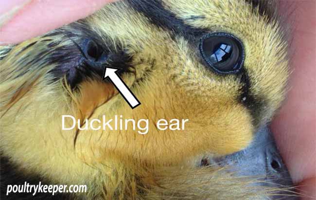 How to feed baby wood ducks