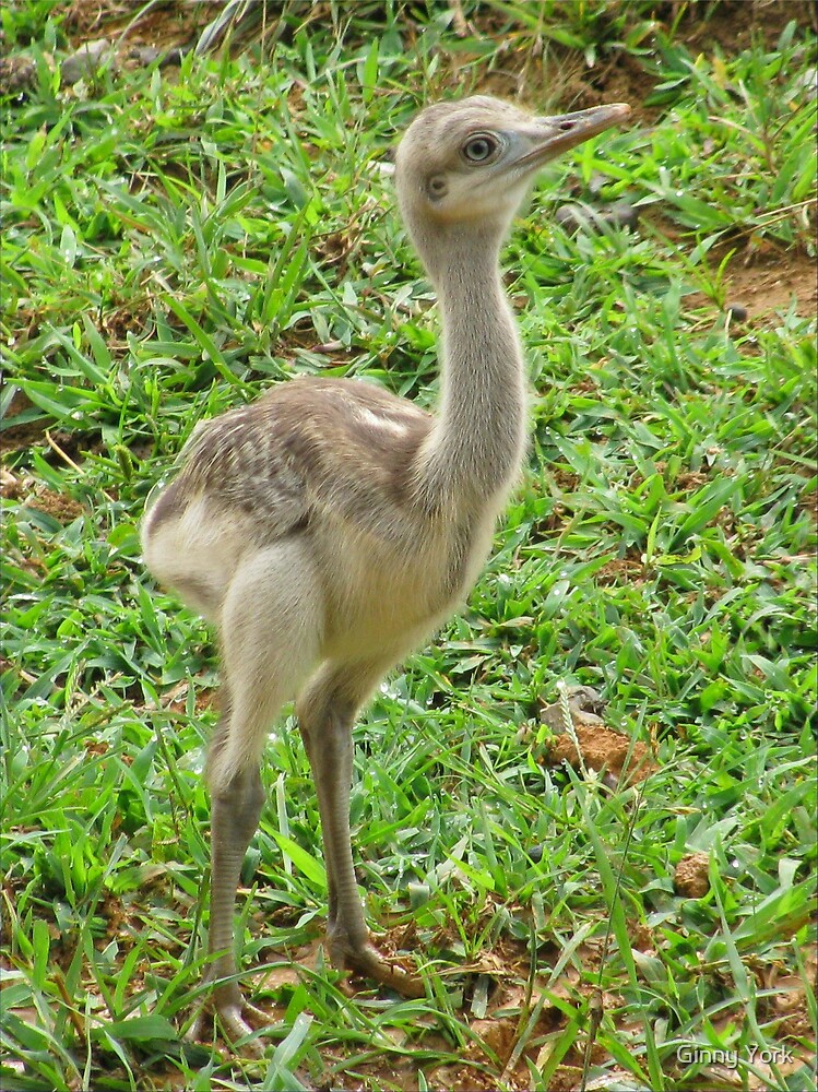 Baby feeding ostrich