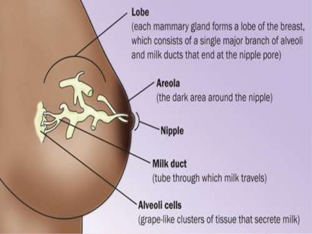 Which bird feed milk to its baby