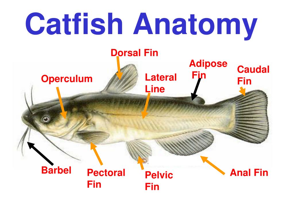 What to feed a baby catfish