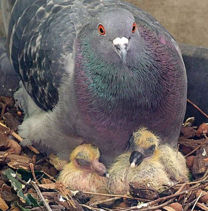 How do pigeons feed their babies