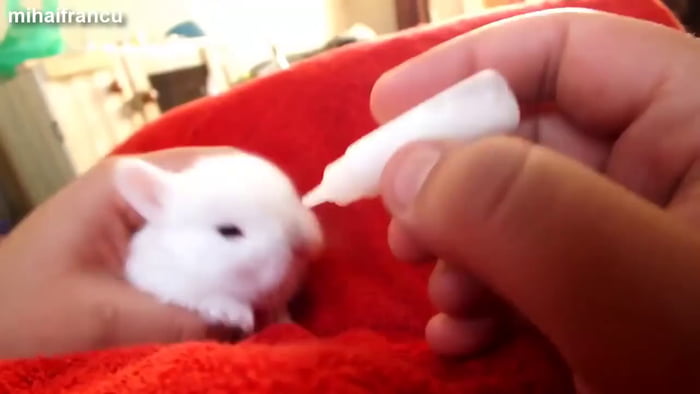 How to bottle feed a baby bunny