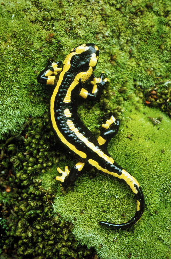 Baby salamanders food