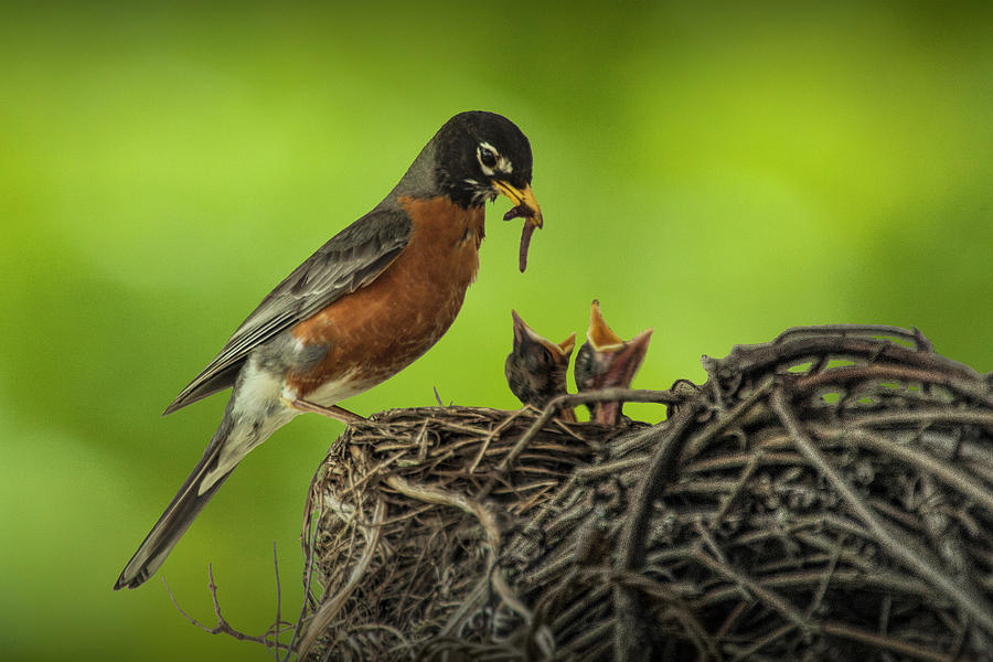 What do you feed a baby robin