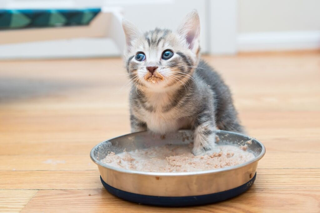 Feeding a baby kitten by hand