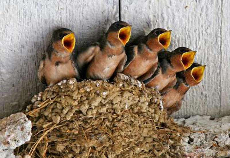 What to feed baby barn swallow birds