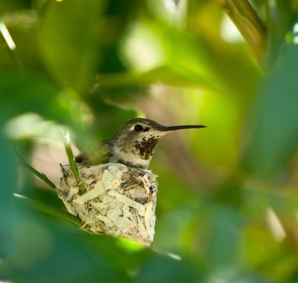 What do mama hummingbirds feed their babies