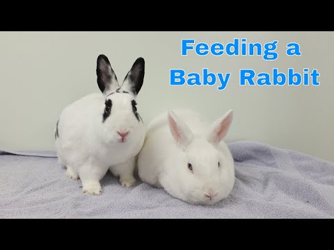 What do you feed wild rabbits babies