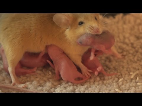 Baby mouse what to feed