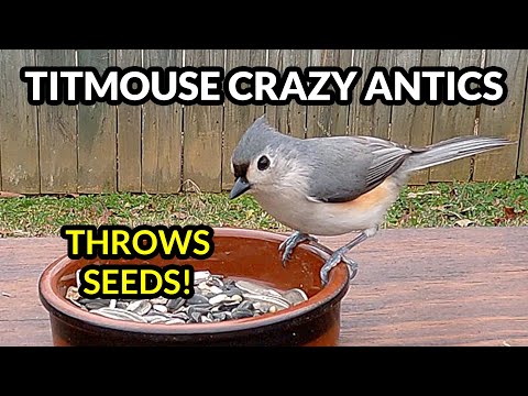 What to feed a baby tufted titmouse