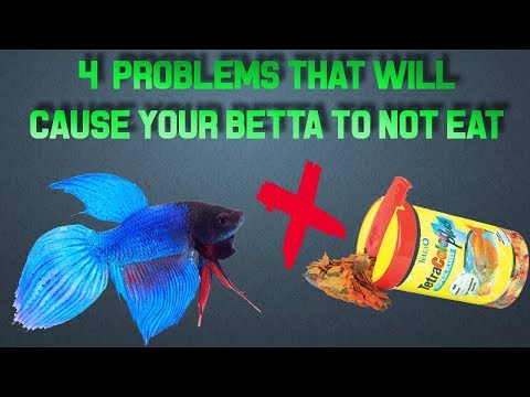 How often to feed baby betta fish