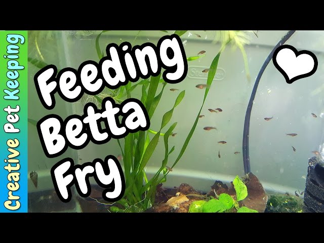 What to feed baby goldfish fry