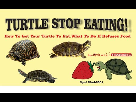 What do you feed wild baby turtles