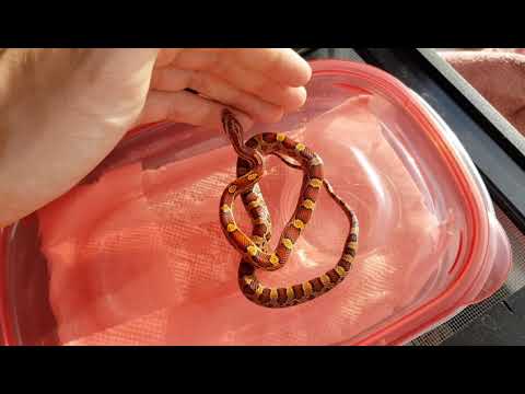 Baby corn snake feeding schedule