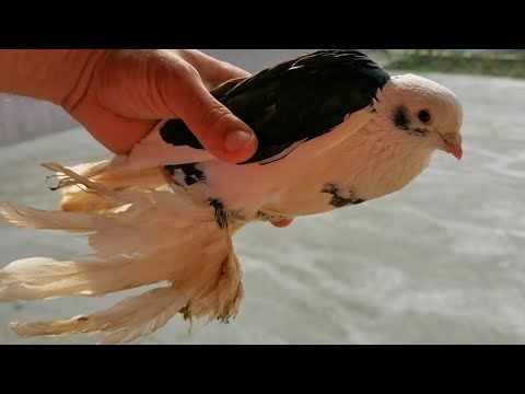 Hand feeding baby mourning doves