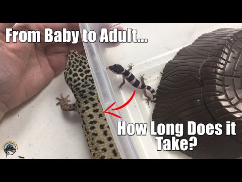 What size crickets to feed baby leopard gecko