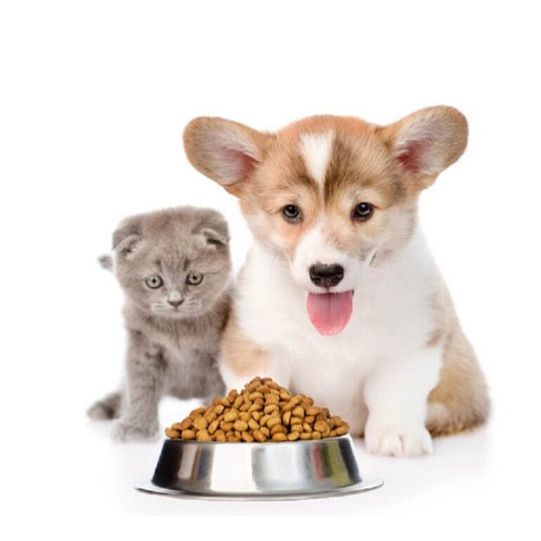 When can baby kittens eat food