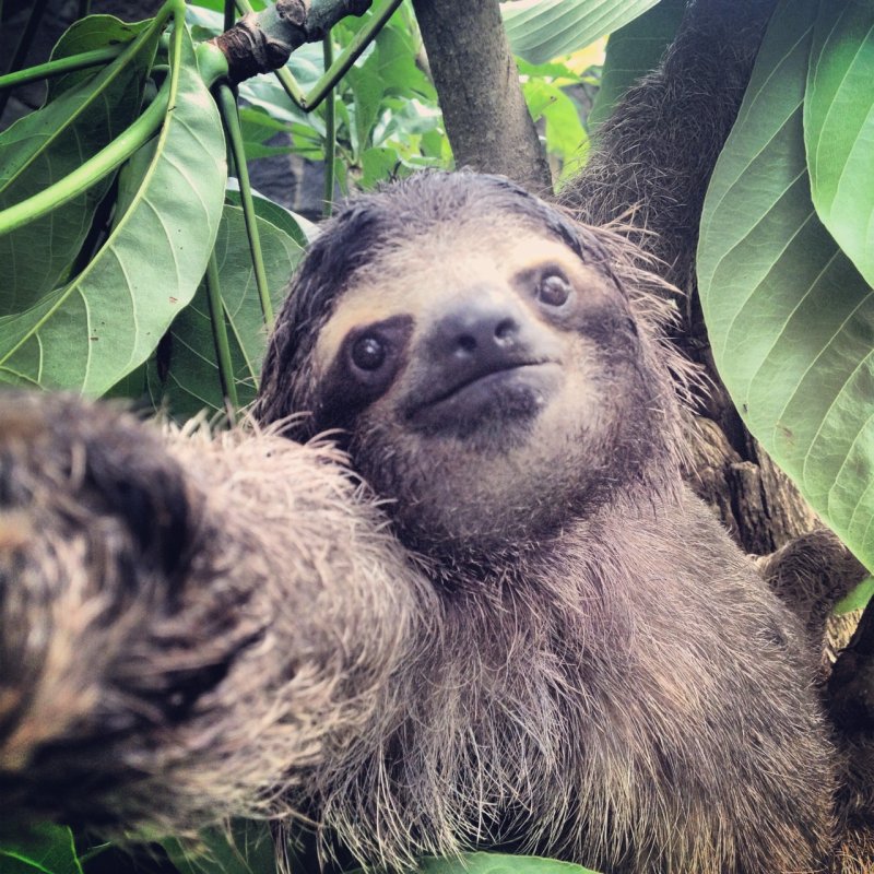 Feeding baby sloths