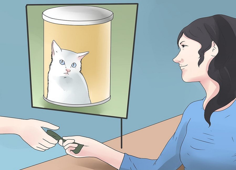 How to feed a newborn baby cat