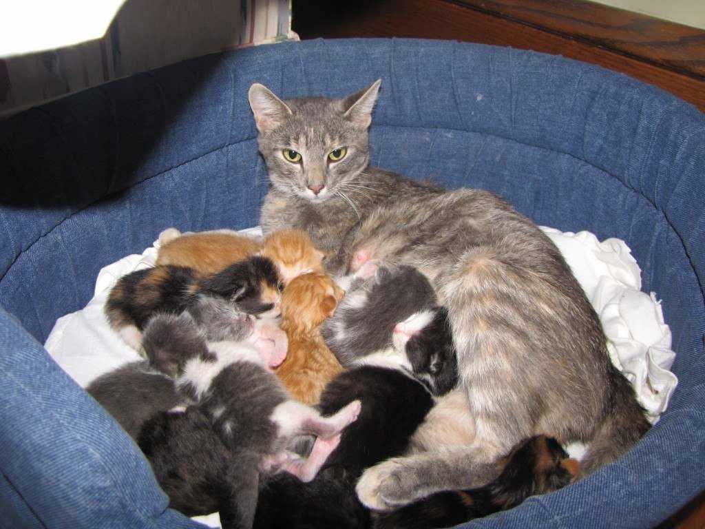 What to feed stray baby kittens