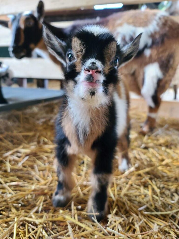 What to feed an orphaned baby goat