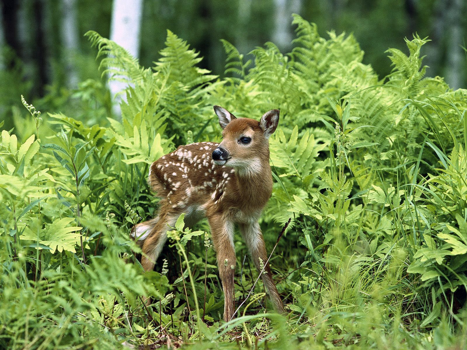 Feeding baby fawn deer