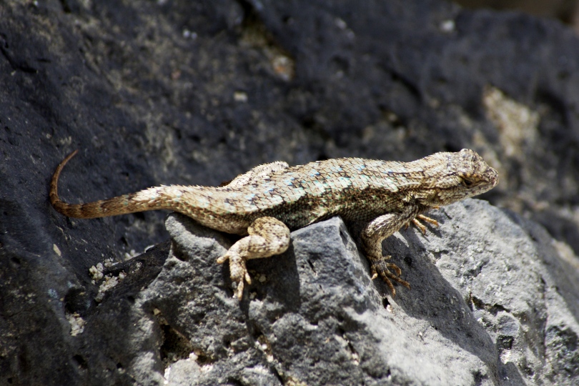 What to feed baby western fence lizard