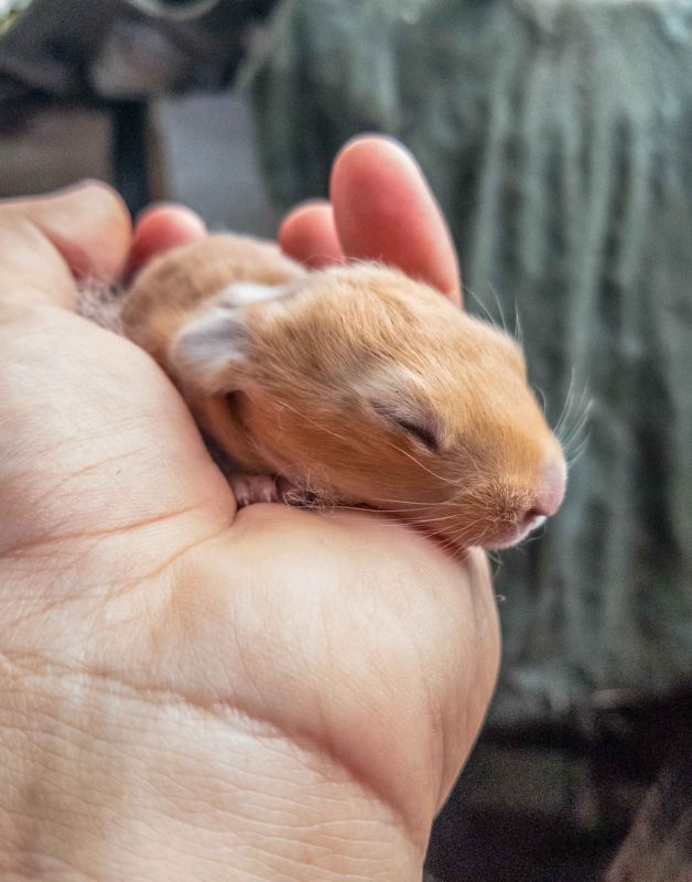 Care and feeding of baby rabbits