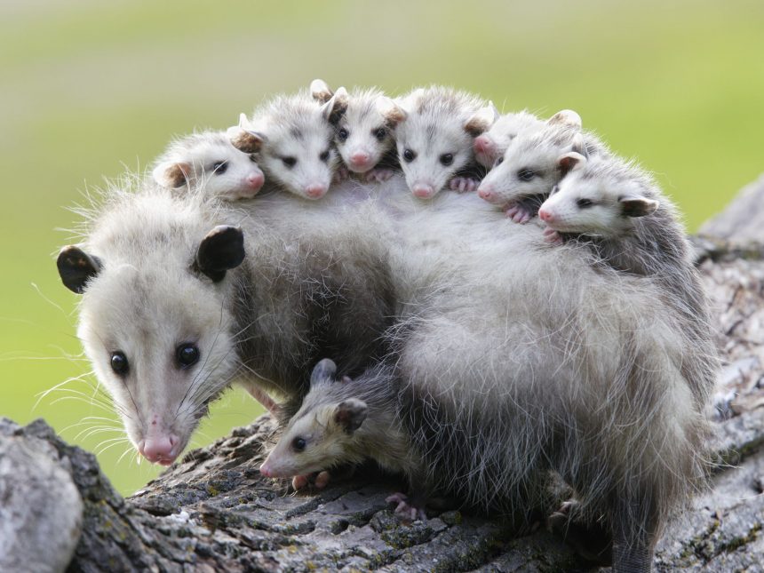 Baby possums food