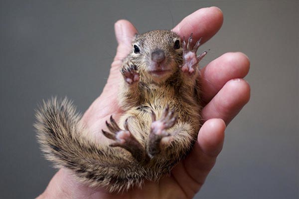 What to feed orphaned baby squirrels