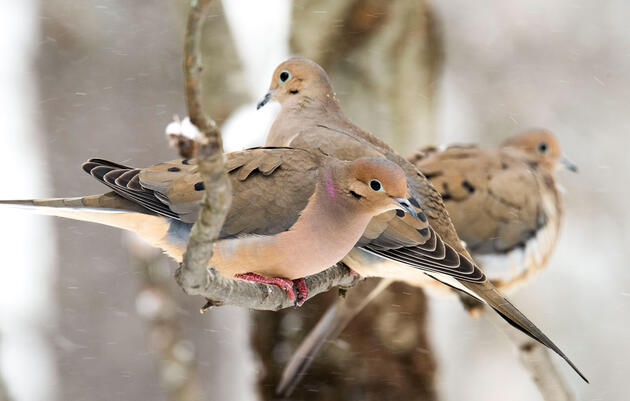 How do you feed a baby mourning dove