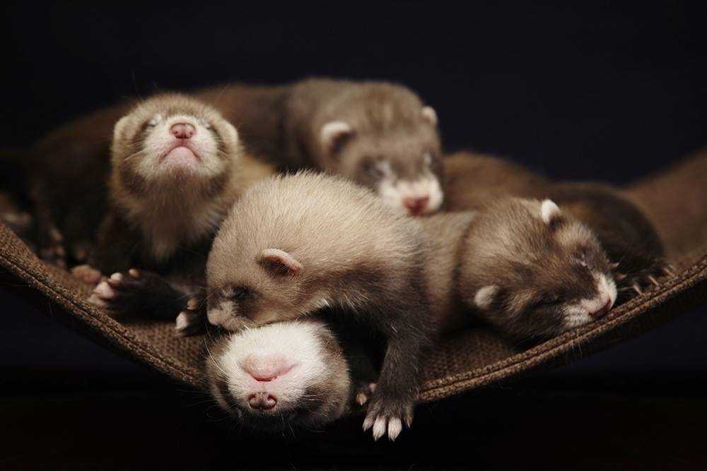 Feeding baby ferrets