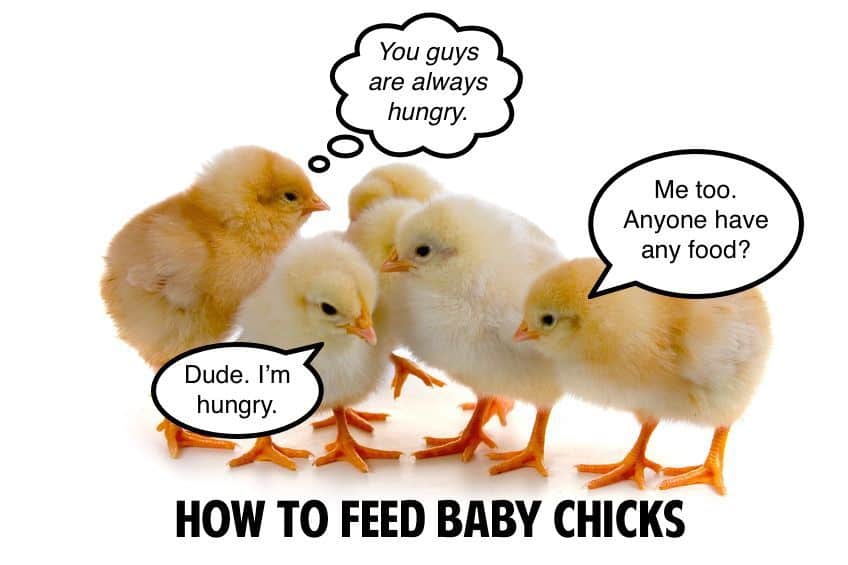 Treats to feed baby chicks