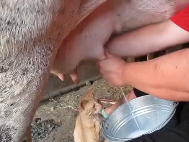 Can i feed cow milk to baby squirrel