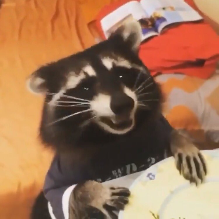 What do you feed a baby raccoon