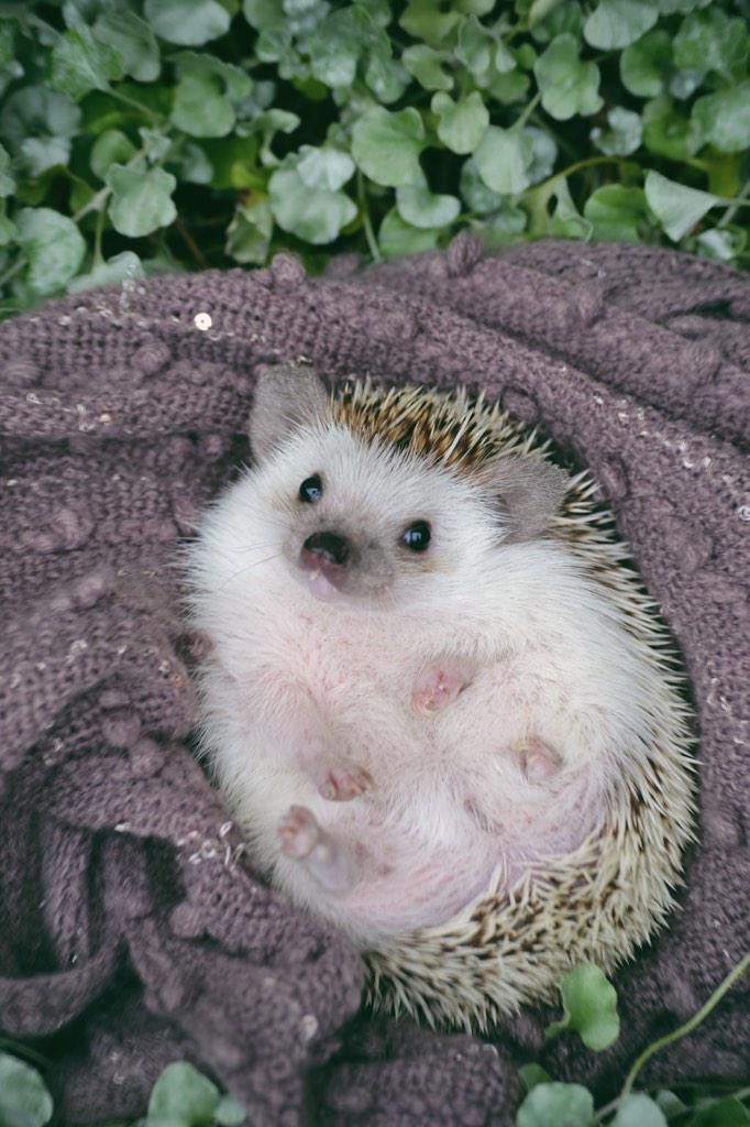 What milk to feed baby hedgehogs