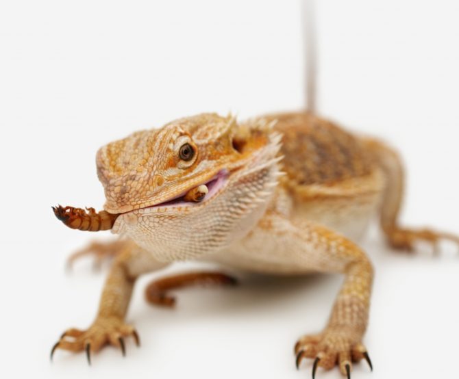 Can you feed a baby bearded dragon mealworms