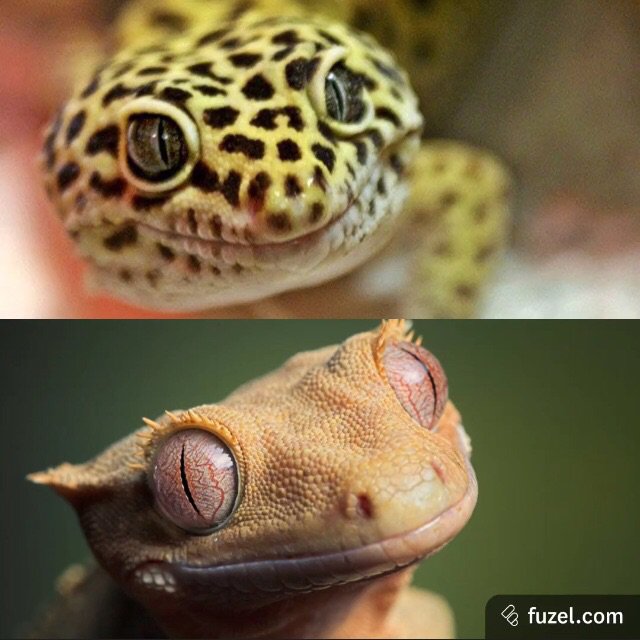 How often should you feed a baby leopard gecko