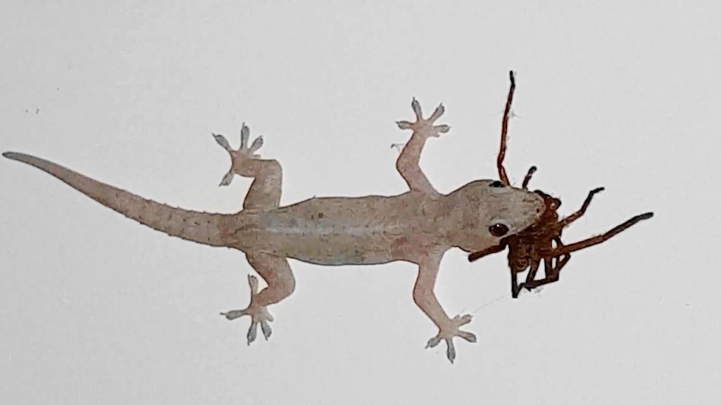 What to feed baby house geckos