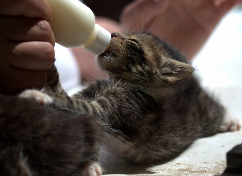 What can you feed a baby kitten